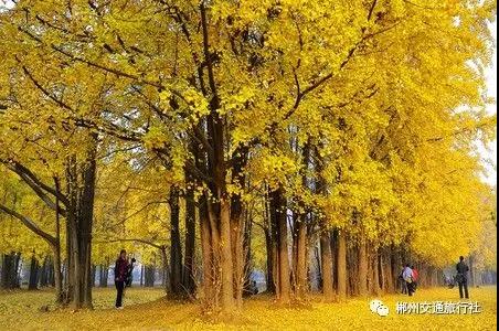 重阳节活动——南雄帽子峰银杏林+南华寺二日游369元/人